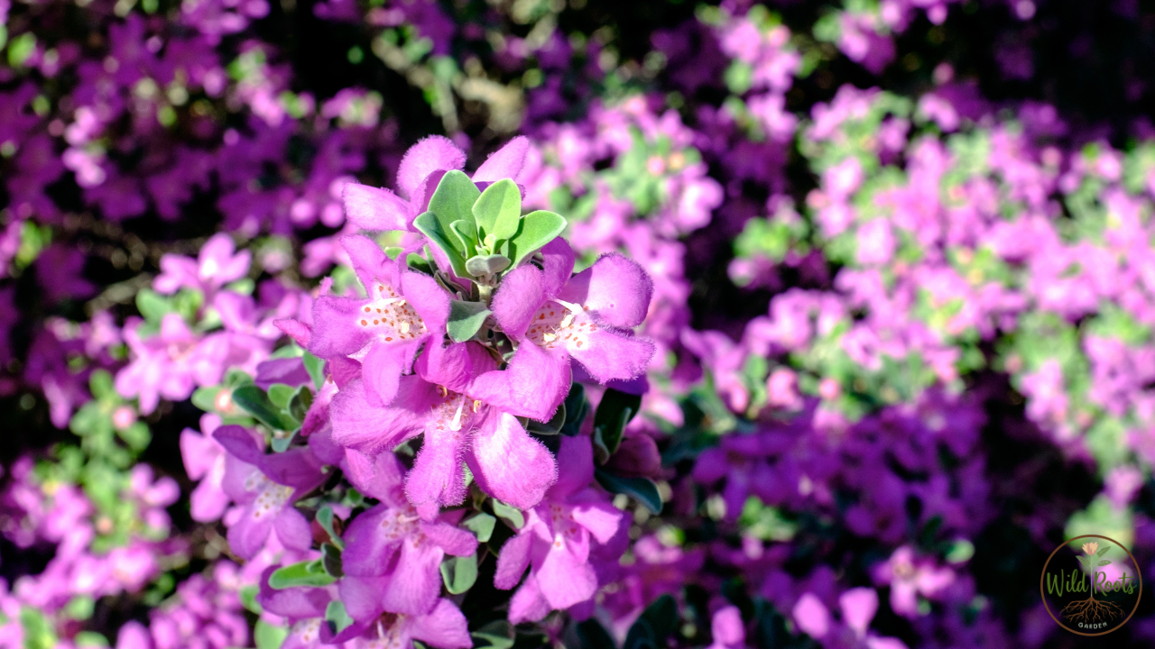 Best full sun plants for texas low maintenance