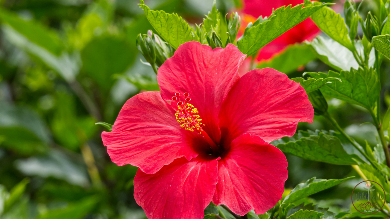 Best full sun plants for texas low maintenance