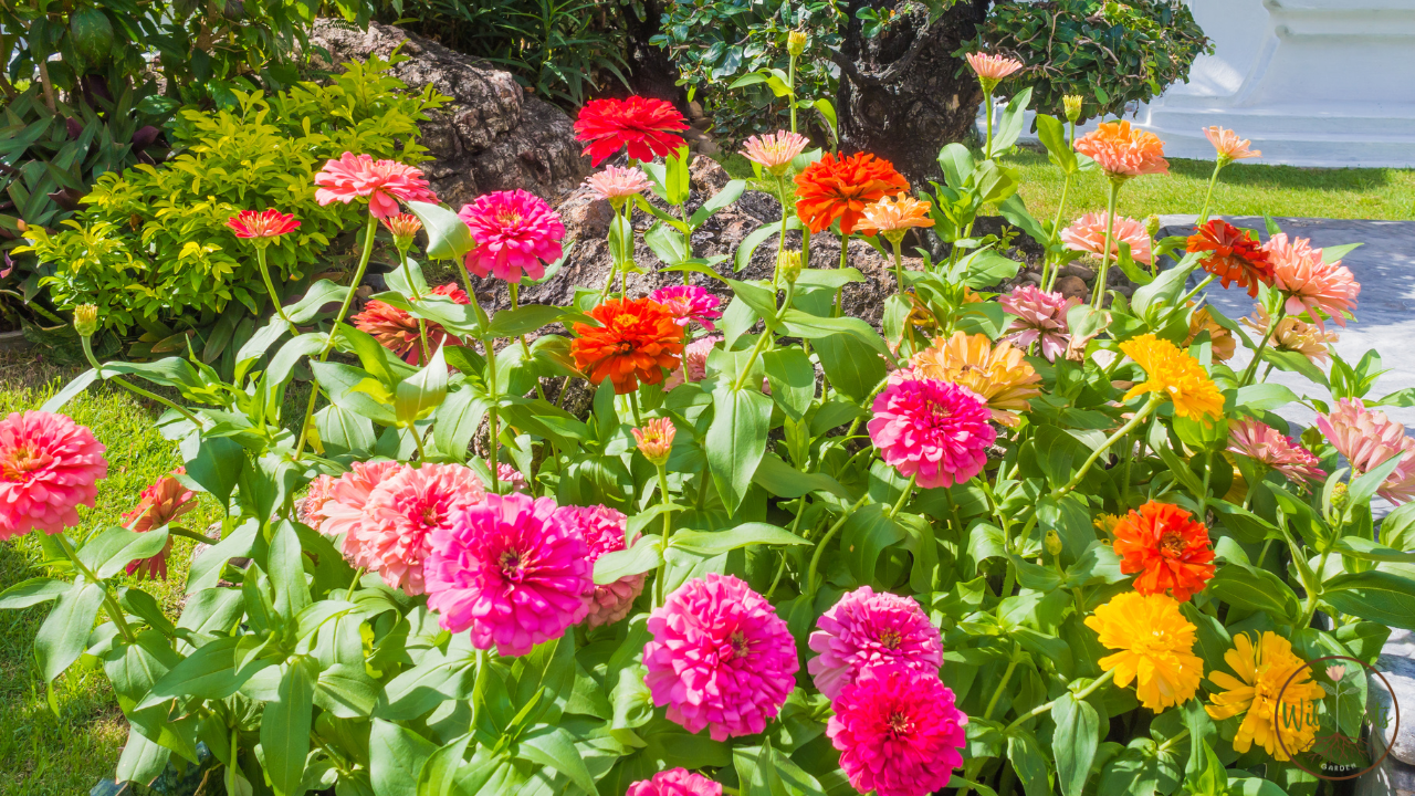 Best full sun plants for texas low maintenance