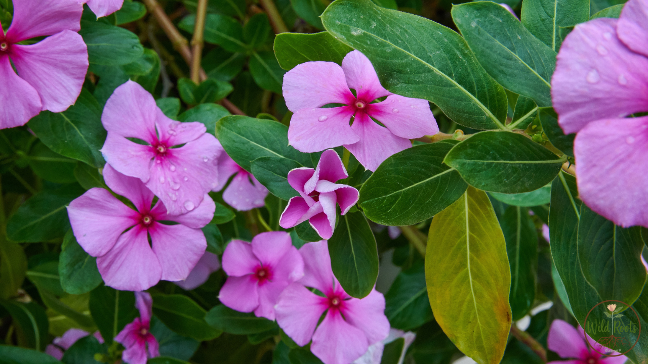 Best full sun plants for texas low maintenance