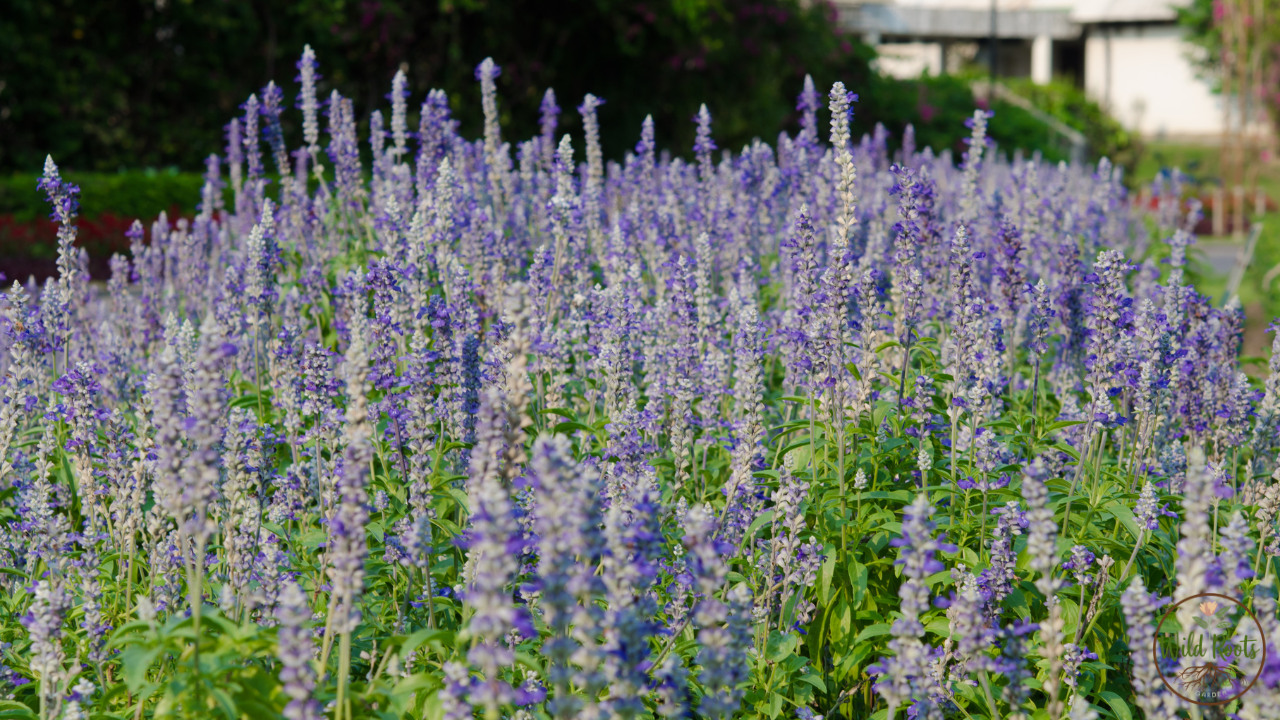 Best full sun plants for texas low maintenance