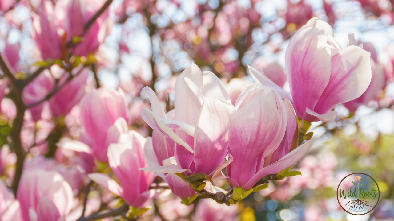 Best Time to Plant Magnolia Tree in Texas