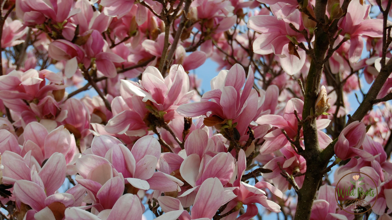 Best Time to Plant Magnolia Tree in Texas