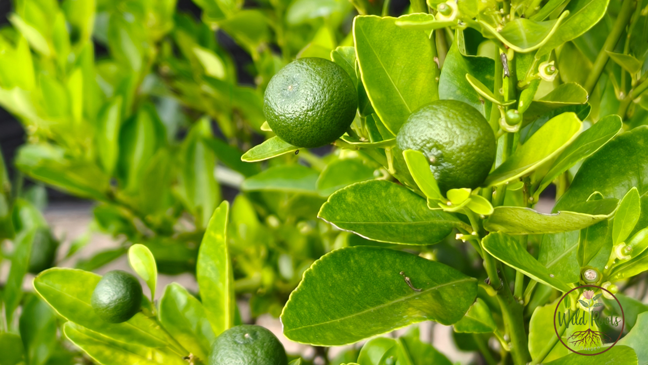 Best Time to Plant Citrus Trees in Texas