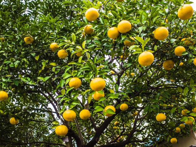 Best Time to Plant Citrus Trees in Texas: Ultimate Planting Guide