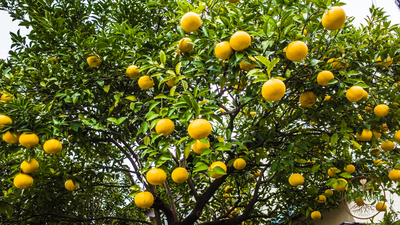 Best Time to Plant Citrus Trees in Texas