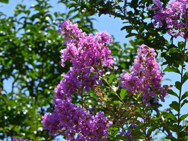 Best Time to Plant Crape Myrtle in Texas: Expert Tips for Success