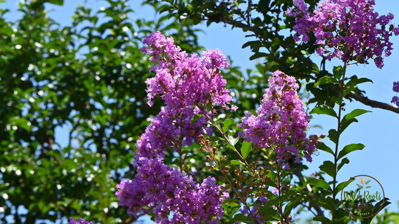 Best Time to Plant Crape Myrtle in Texas