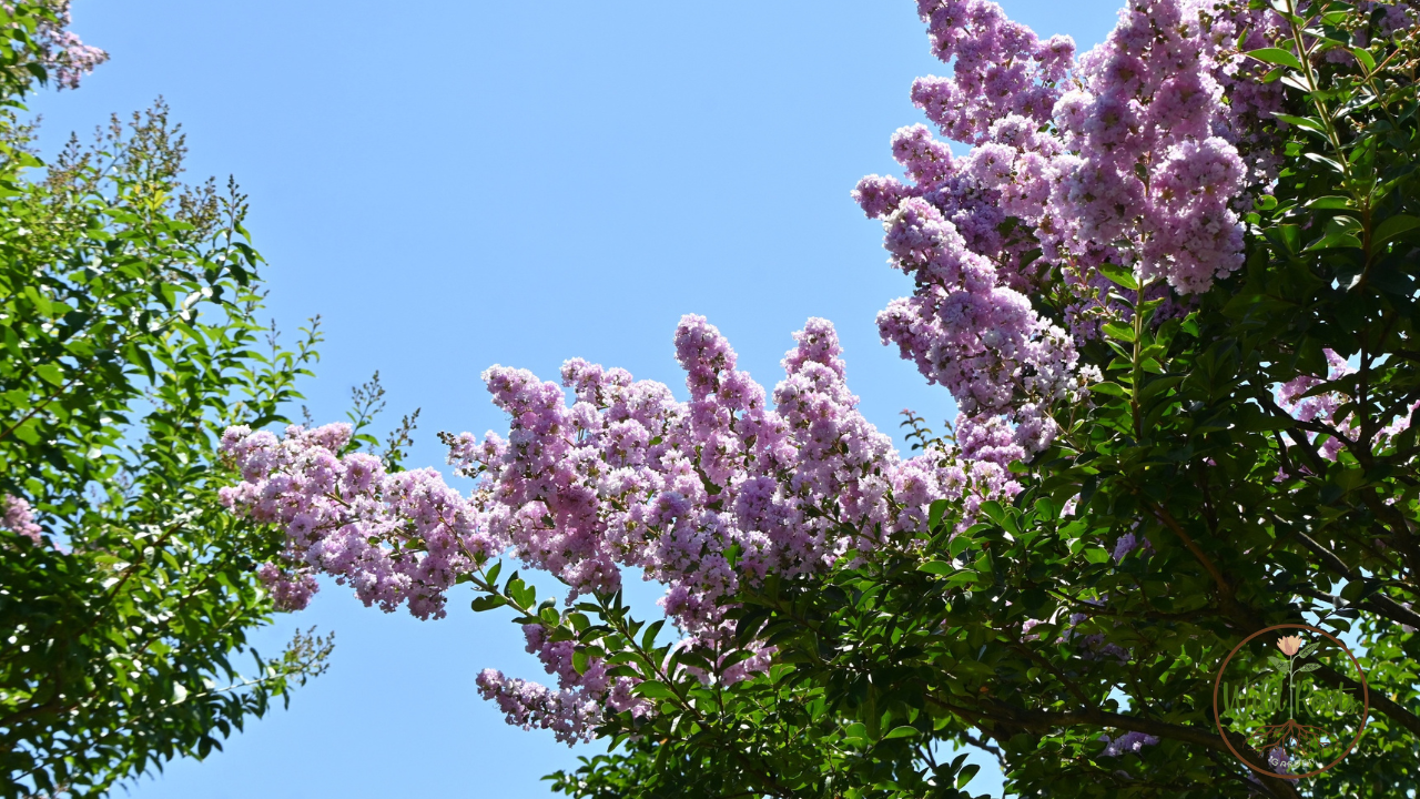 Best Time to Plant Crape Myrtle in Texas