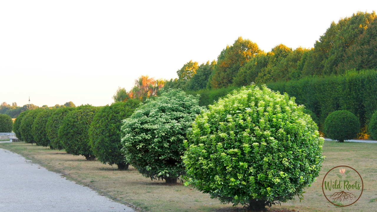 Best Time to Plant Shrubs in Texas