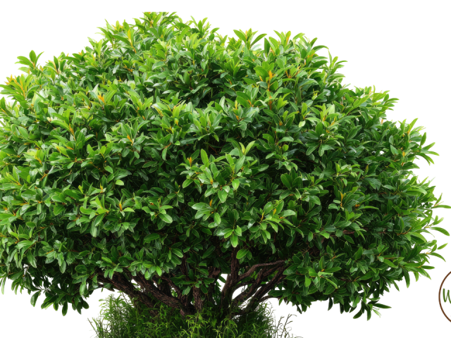 Best Time to Plant Shrubs in Texas: Ultimate Fall Planting Guide