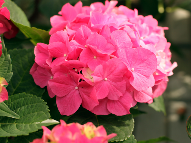 Best Flowers to Grow in Florida Winter: Vibrant Blooms for Your Garden