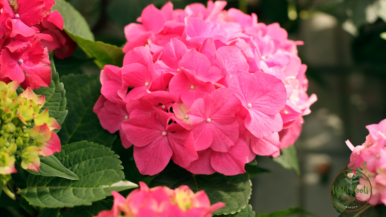 Best Flowers to Grow in Florida Winter