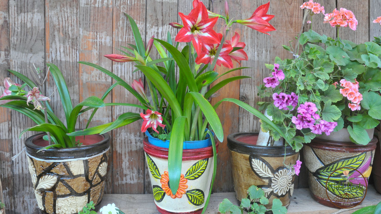 Best Flowers to Grow in a Pot in Florida