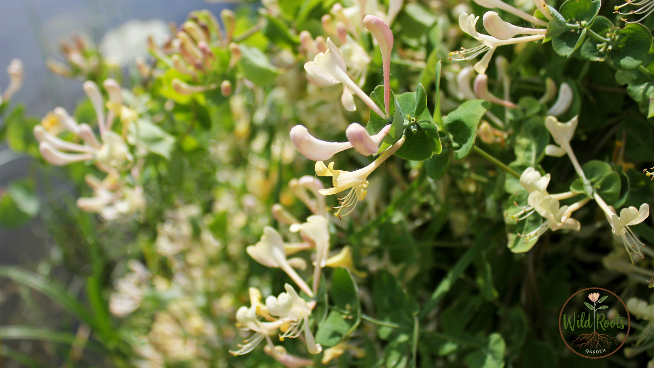 Best Flower to Grow in Florida