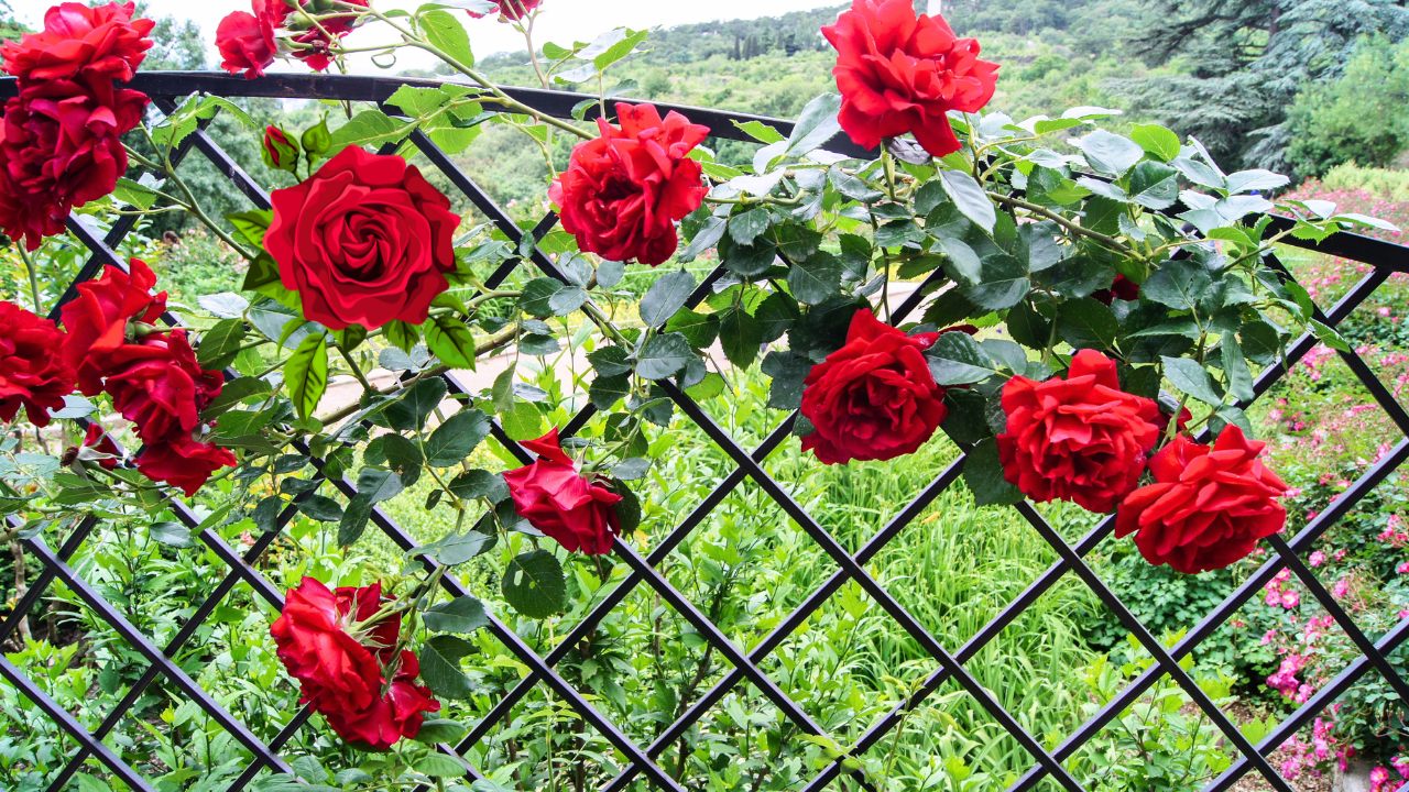 Best Climbing Roses to Grow in Florida Central