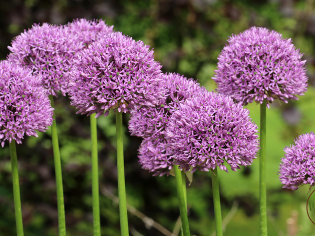 Best Flower to Grow in Florida: Top Vibrant Blooms for Year-Round Color