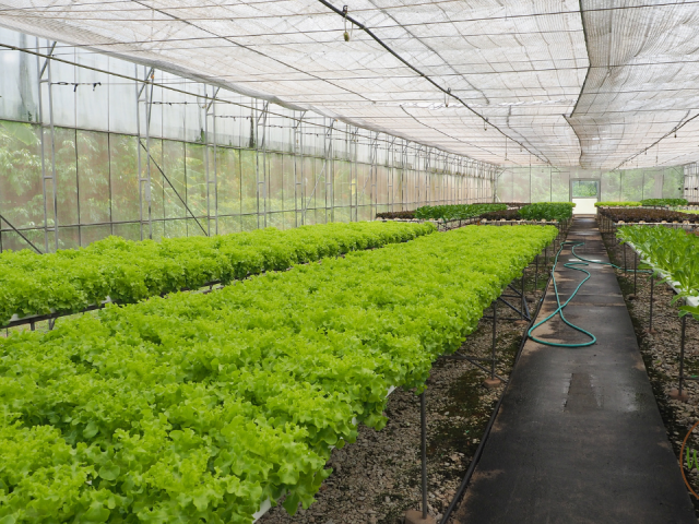 Best Flowers for Florida Gardens Costa Farmscosta Farms Get-Growing Slideshow: Top Picks