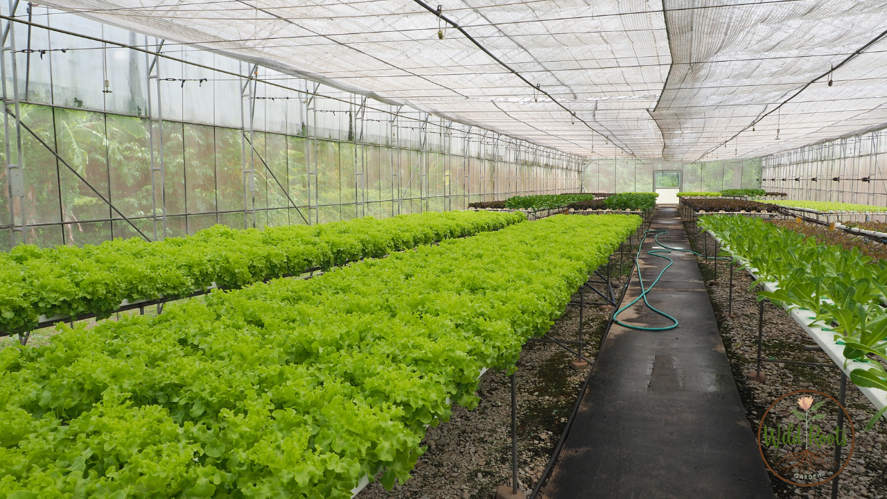 Best Flowers for Florida Gardens Costa Farmscosta Farms Get-Growing Slideshow: Top Picks