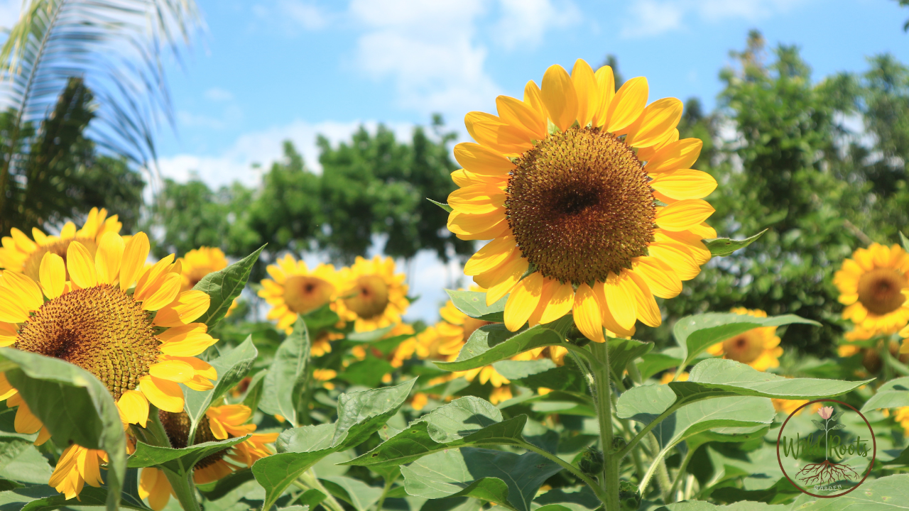 Best Flowers for Florida Gardens Costa Farmscosta Farms Get-Growing Slideshow