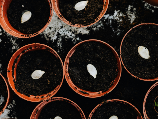 Best Flowers to Grow from Seeds in Florida Summer: Top Vibrant Picks