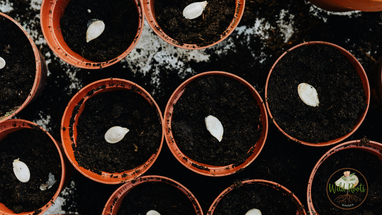 Best Flowers to Grow from Seeds in Florida Summer