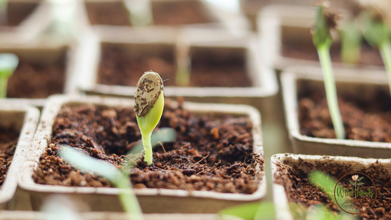 Best Flowers to Grow from Seeds in Florida Summer