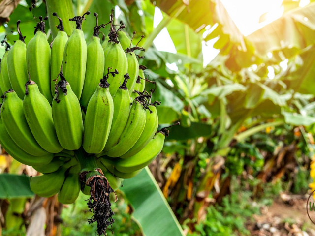 Best Florida Tips for Growing Bananas: Ultimate Guide for Thriving Plants