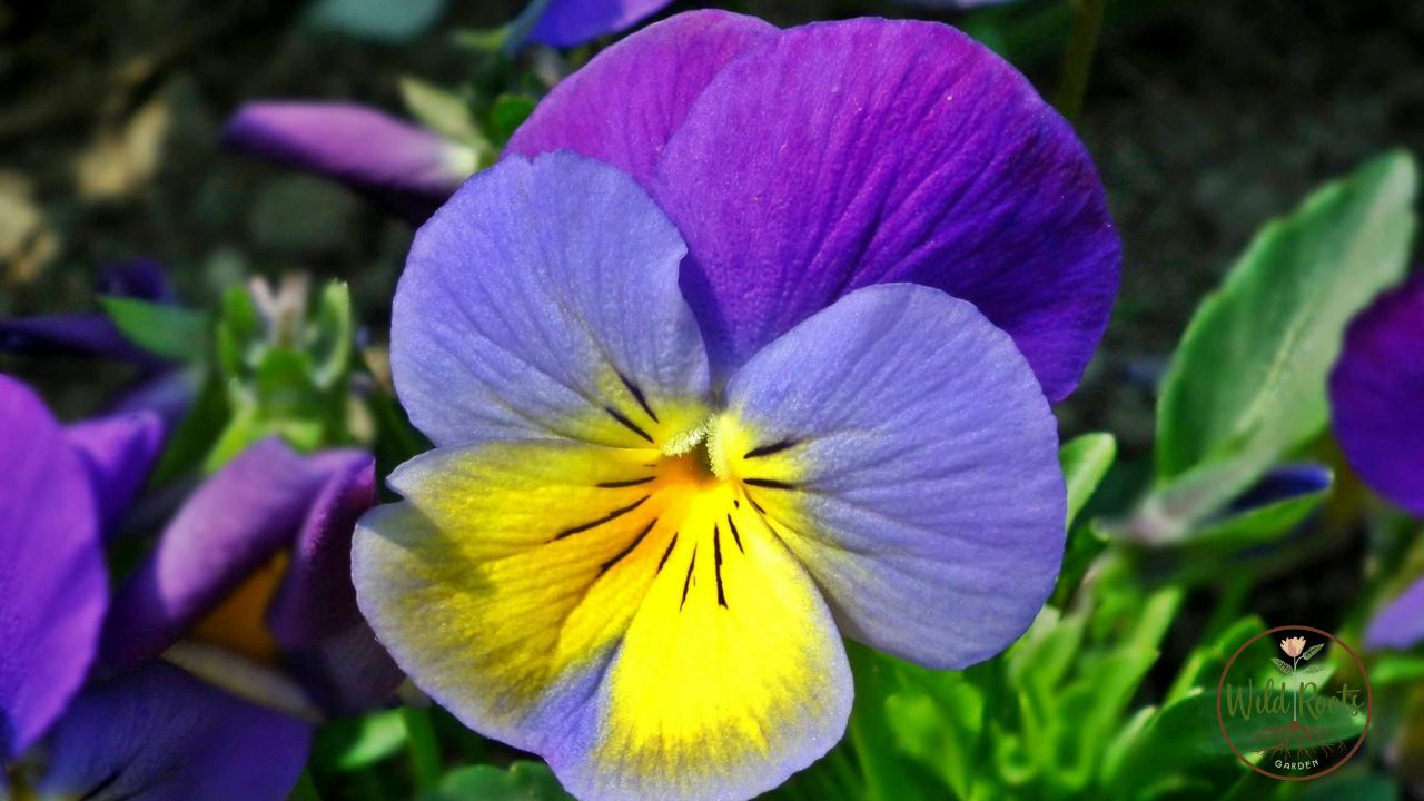 Best Flowers to Grow in South Florida in Winter