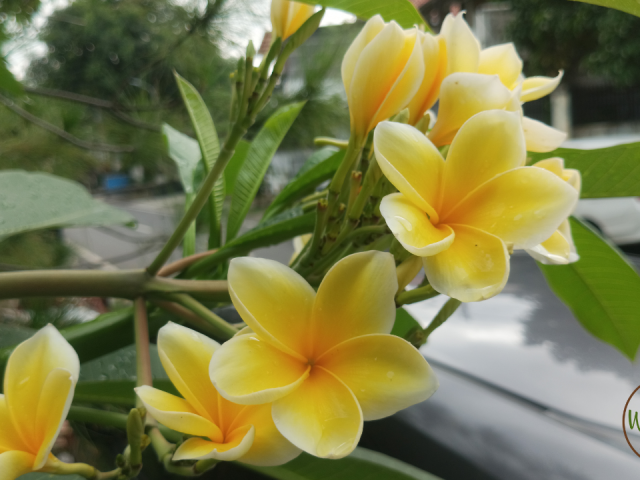 Best Flowers to Grow in South Florida in Winter: Top Vibrant Picks