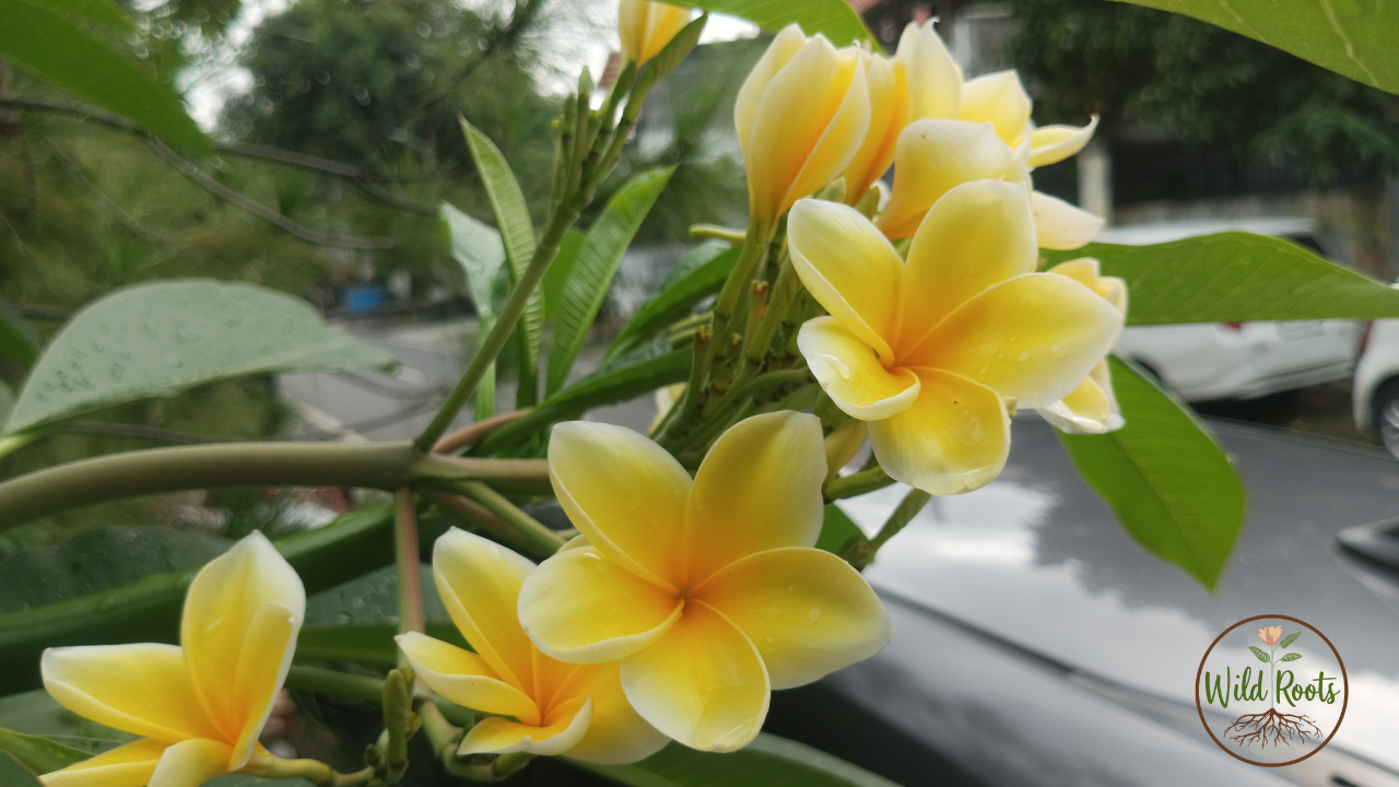 Best Flowers to Grow in South Florida in Winter