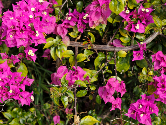 Best Flowers to Grow in Southwest Florida: Top Vibrant Picks