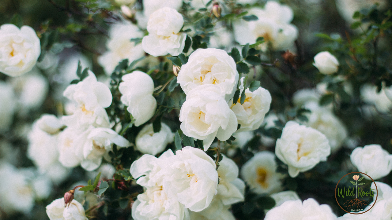 Best Flowers to Grow in Southwest Florida: