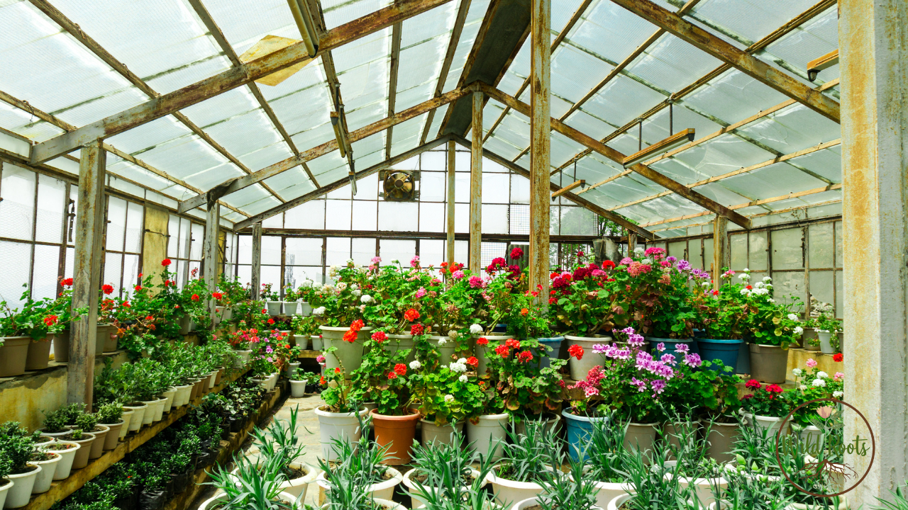 Best Flowers to Grow in Jacksonville Florida