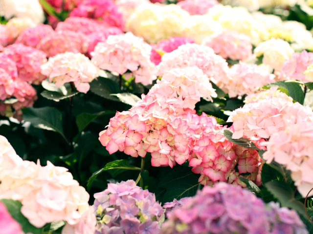 Best Flowers to Grow in Jacksonville Florida: Top Vibrant Choices