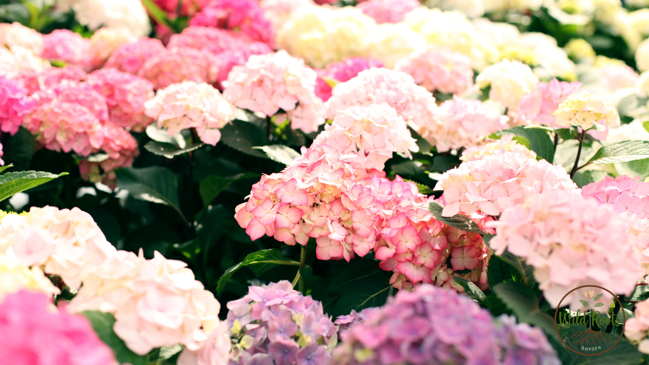 Best Flowers to Grow in Jacksonville Florida