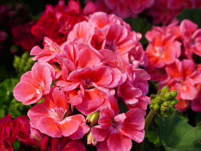 Best Flowers to Grow North East Florida: Top Vibrant Picks for Your Garden