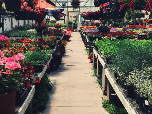 Best Flowers to Grow in Partial Shade in Florida: Top Vibrant Picks