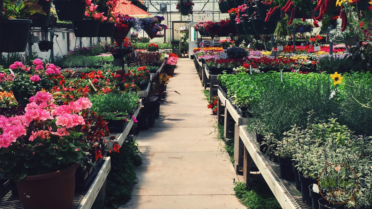 Best Flowers to Grow in Partial Shade in Florida