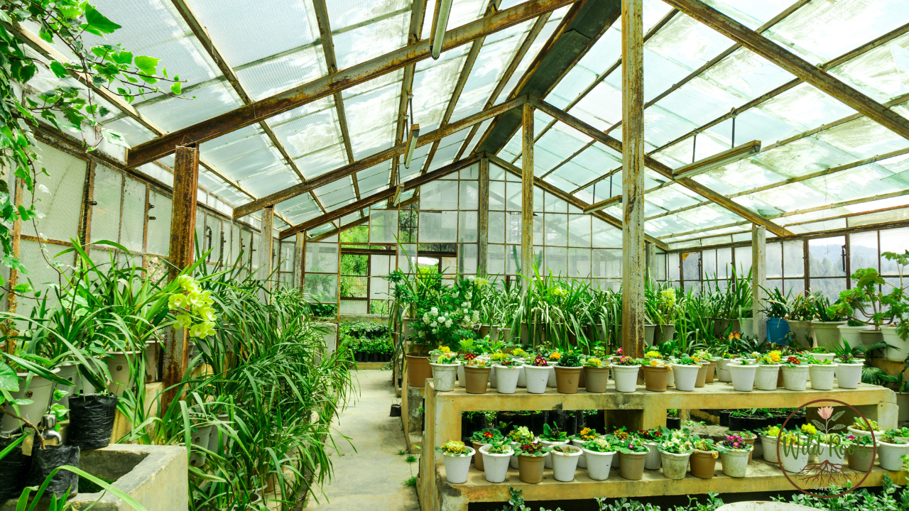 Best Flowers to Grow in Partial Shade in Florida