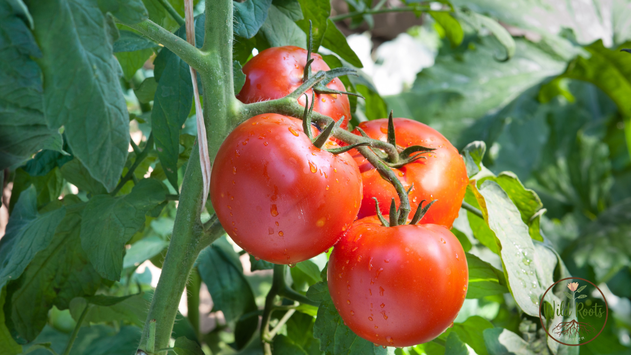 Best Foods to Grow in Florida