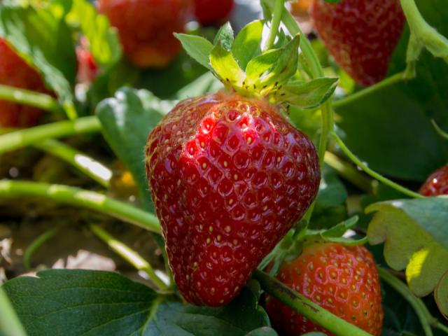 Best Foods to Grow in Florida: Top Easy & Tasty Picks