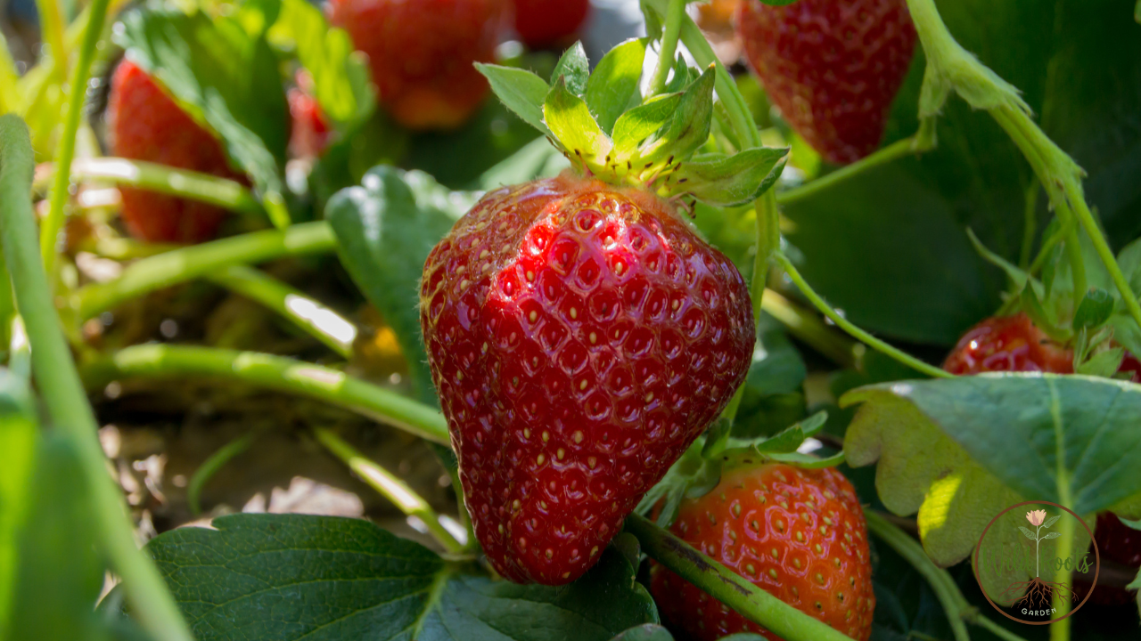 Best Foods to Grow in Florida