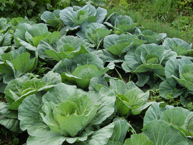 Best Foods to Grow in a Garden in Florida: Top Picks for Success