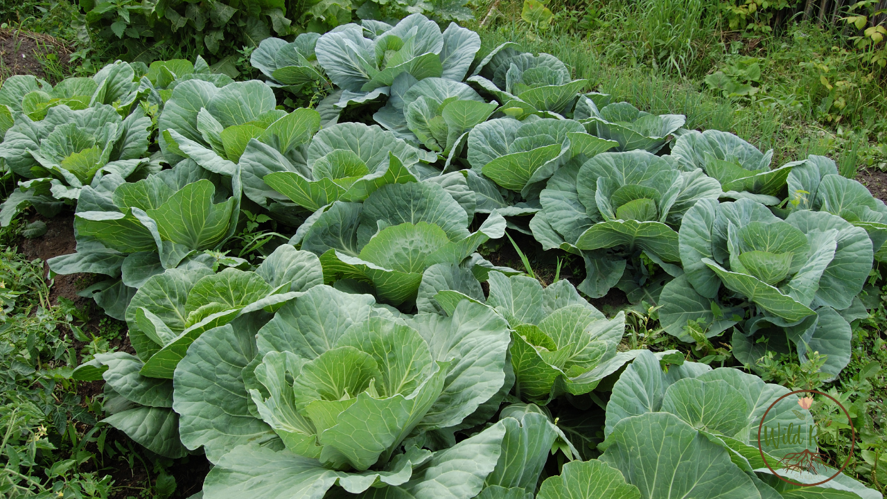 Best Foods to Grow in a Garden in Florida