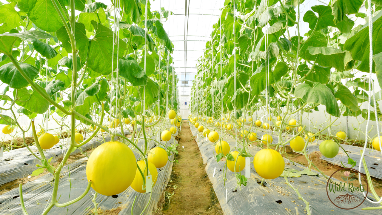 Best Foods to Grow in a Garden in Florida