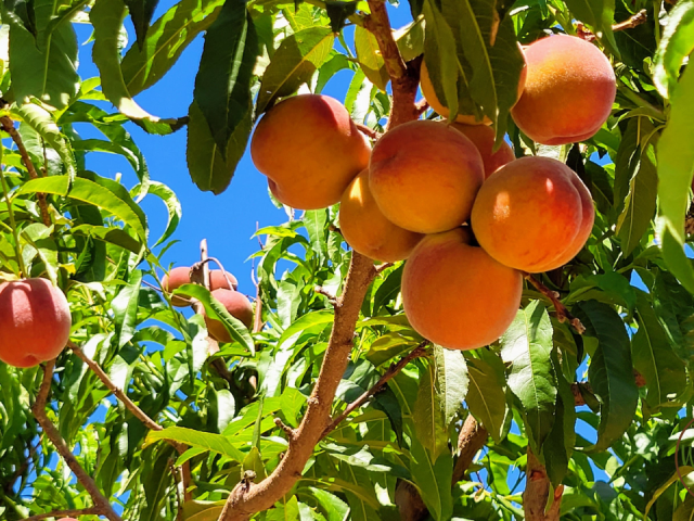Best Freestone Yellow Peach to Grow in Central Florida: Top Picks Revealed