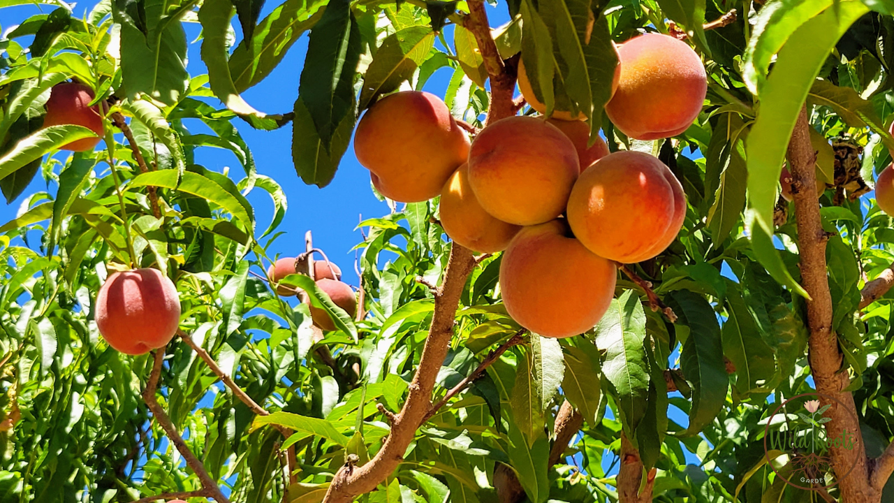 Best Freestone Yellow Peach to Grow in Central Florida