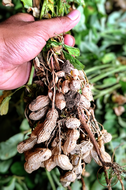 est Fruits And Nuts to Grow in Jacksonville Florida