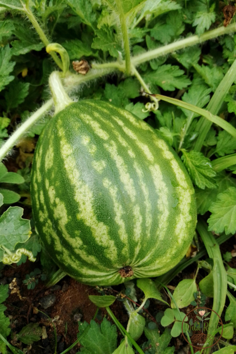 Best Fruits And Vegetable to Grow in Pots in Florida